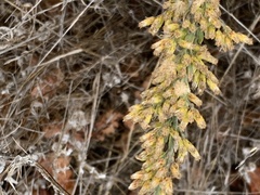 Solidago velutina