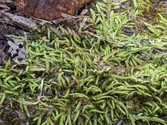 Entodon seductrix