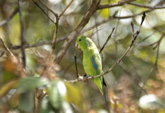 Forpus xanthopterygius