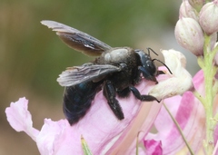 Xylocopa californica arizonensis