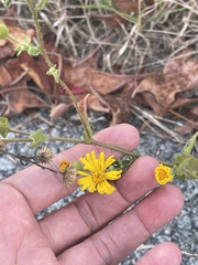 Heterotheca