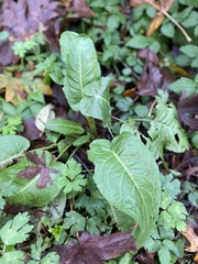 Rumex obtusifolius