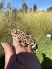 Phrynosoma cornutum