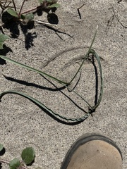 Hesperocallis undulata