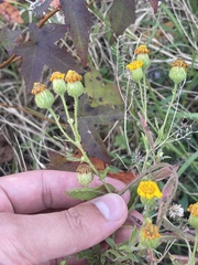 Heterotheca
