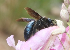Xylocopa californica arizonensis