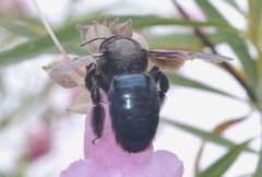 Xylocopa californica arizonensis