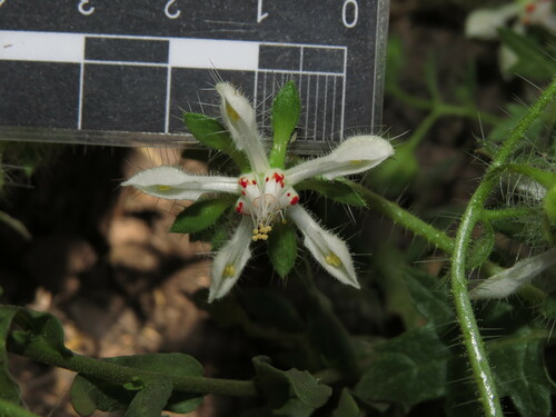 Loasa floribunda (Loasa floribunda)