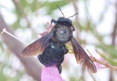 Xylocopa californica arizonensis