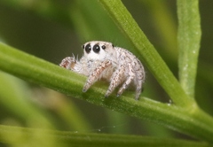 Habronattus hirsutus