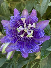 Passiflora