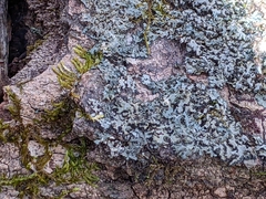 Phaeophyscia rubropulchra