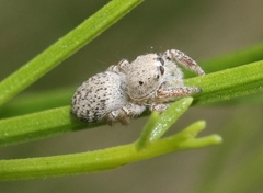 Habronattus hirsutus