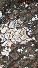 Xylobolus frustulatus