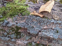 Phaeophyscia rubropulchra