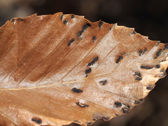 Acalitus ferrugineum