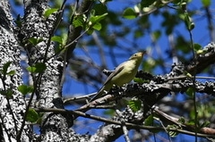 Hippolais icterina