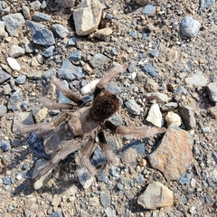 Aphonopelma johnnycashi