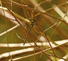 Eusynthemis nigra