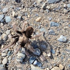 Aphonopelma johnnycashi