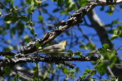 Hippolais icterina