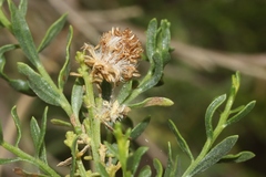 Baccharis sergiloides