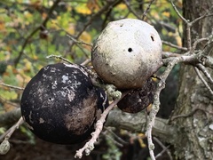 Andricus quercuscalifornicus