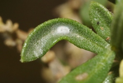 Baccharis sergiloides