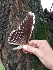 Thysania agrippina