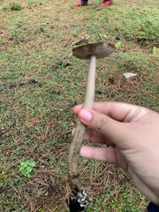 Amanita pachycolea