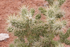 Cylindropuntia echinocarpa
