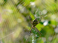 Argiope australis
