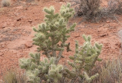 Cylindropuntia echinocarpa
