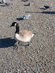 Branta canadensis