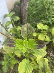 Salvia divinorum