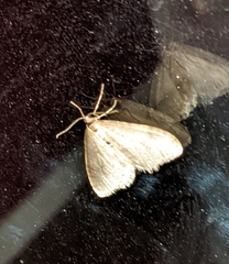 Operophtera bruceata