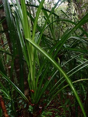 Pandanus kinabaluensis