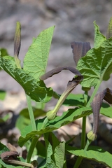 Aristolochia rotunda