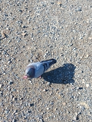 Columba livia domestica