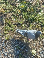 Columba livia domestica