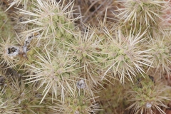 Cylindropuntia echinocarpa