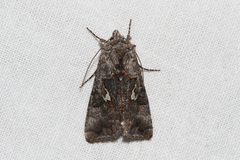 Syngrapha interrogationis