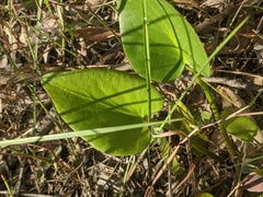 Liparophyllum exaltatum