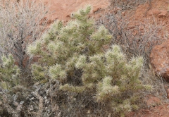 Cylindropuntia echinocarpa