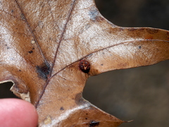 Polystepha symmetrica
