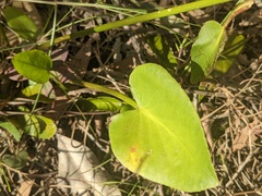 Liparophyllum exaltatum