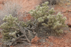 Cylindropuntia echinocarpa
