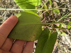 Liparophyllum exaltatum