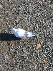 Columba livia domestica