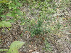 Aureolaria grandiflora